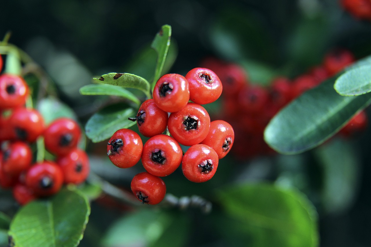 的球队首次 的球队首次